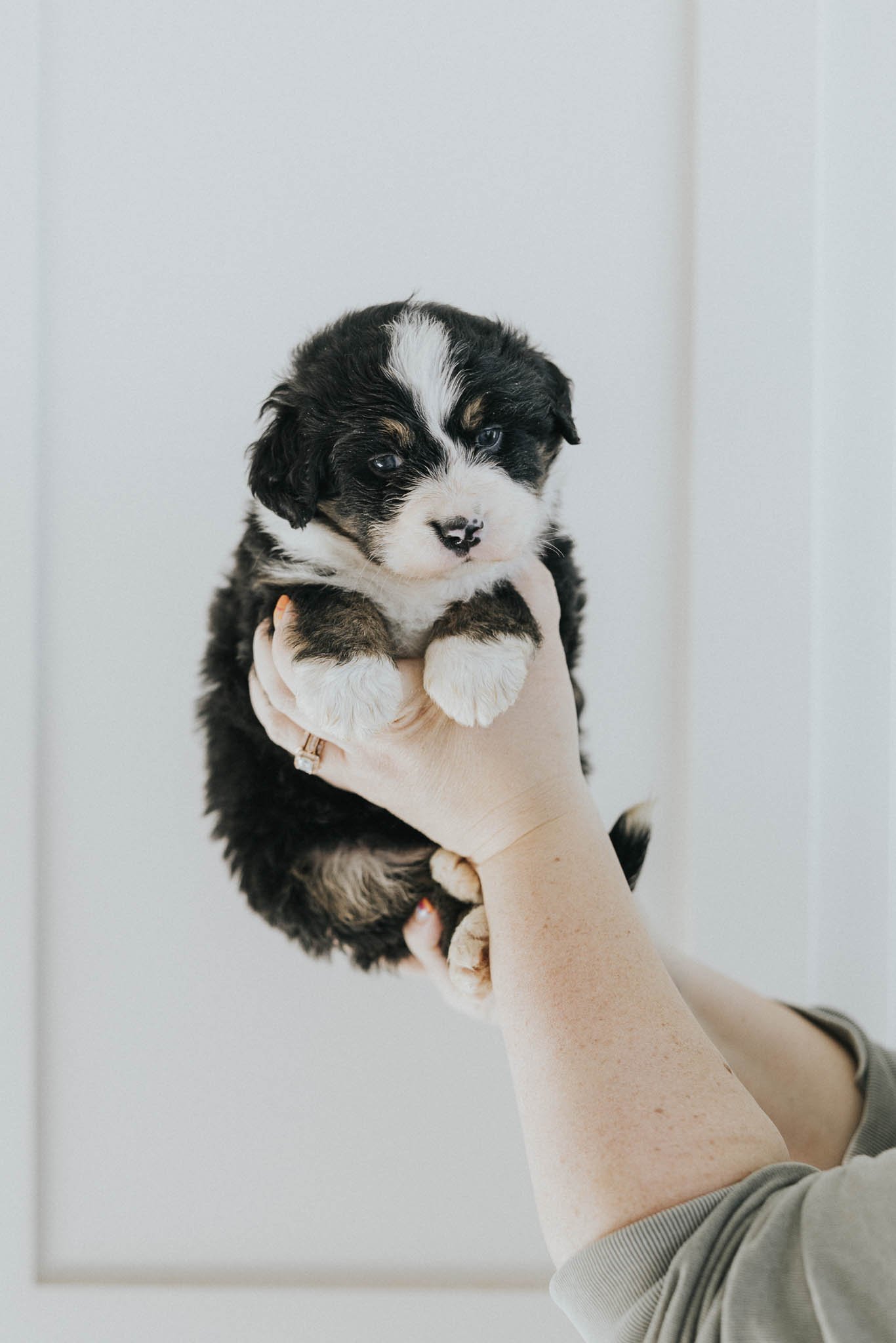 Aoraki		Tri 	Female	Australian Mountain Dog
