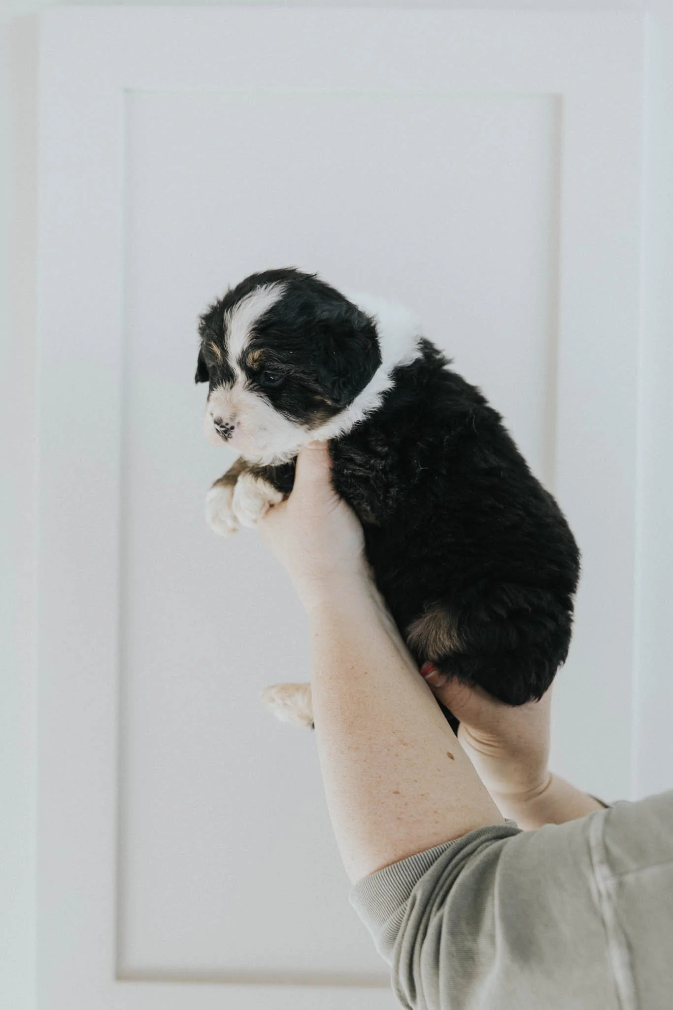 0201_06-WEEK-AUSTRALIAN-MOUNTAIN-DOG-DOODLE-BREEDER-STOKESHIRE.jpg