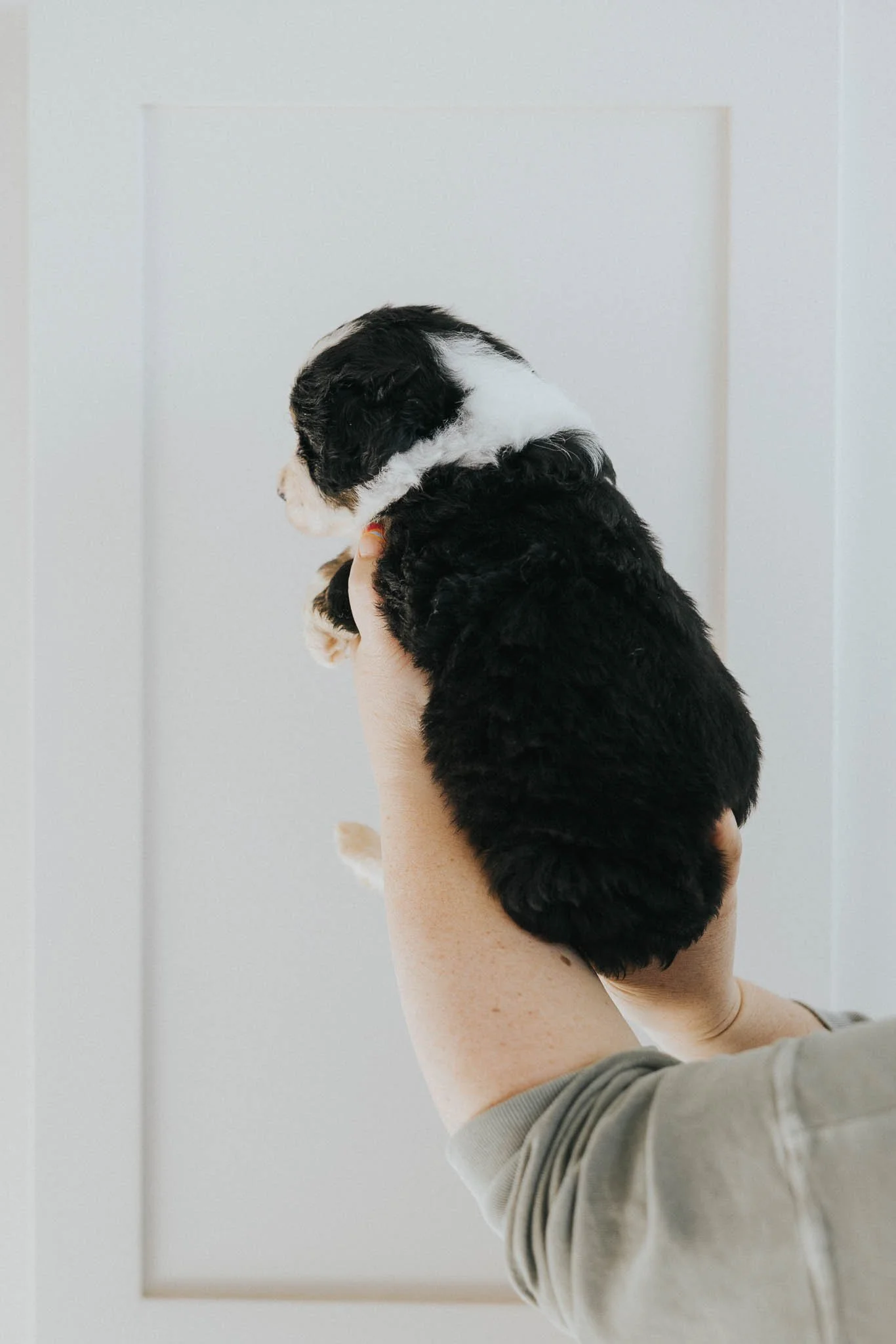 0204_06-WEEK-AUSTRALIAN-MOUNTAIN-DOG-DOODLE-BREEDER-STOKESHIRE.jpg