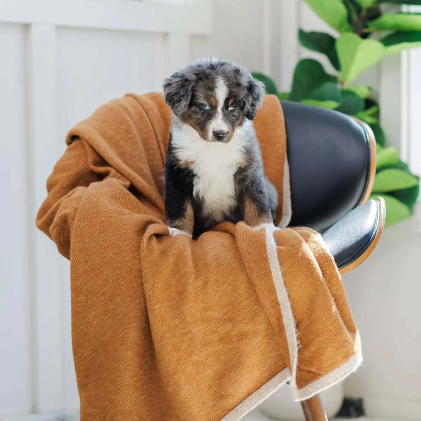 Meet three beautiful girls from our latest Australian Mountain Dog litter&mdash;each purpose-bred for health, temperament, and life as a beloved family companion.

✨ AZARA
Blue Merle Tri &bull; White Socks
A true showstopper. Azara's striking blue me