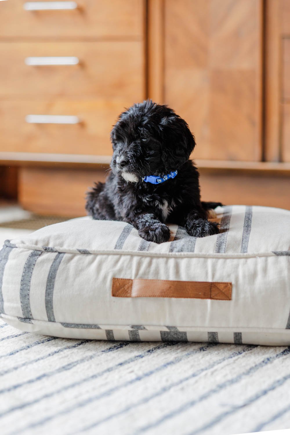 Juneau	Blue Collar Black  Female Golden Mountain Doodle