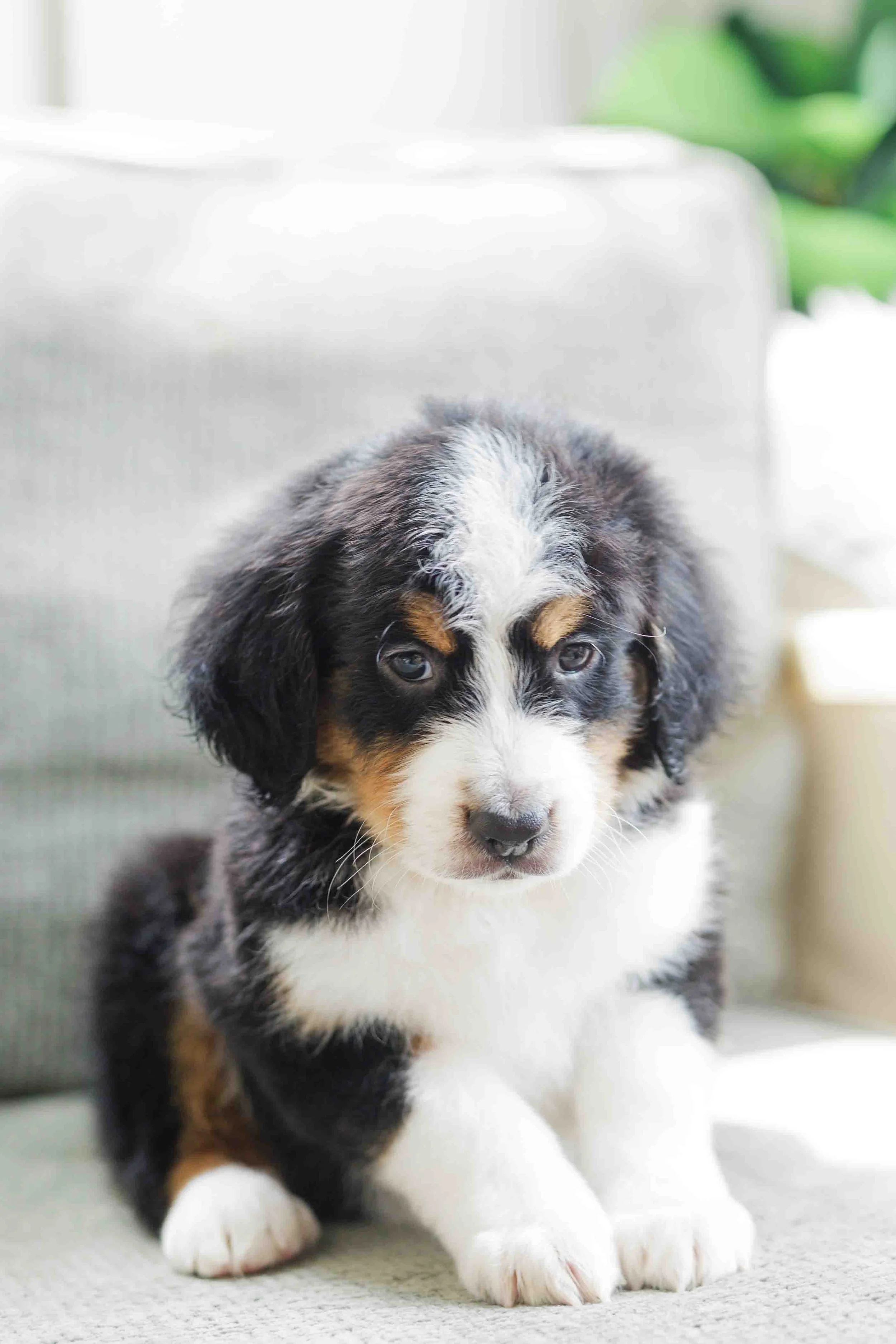 Winsten Tri Male Unfurnished Medium Australian Mountain Doodle