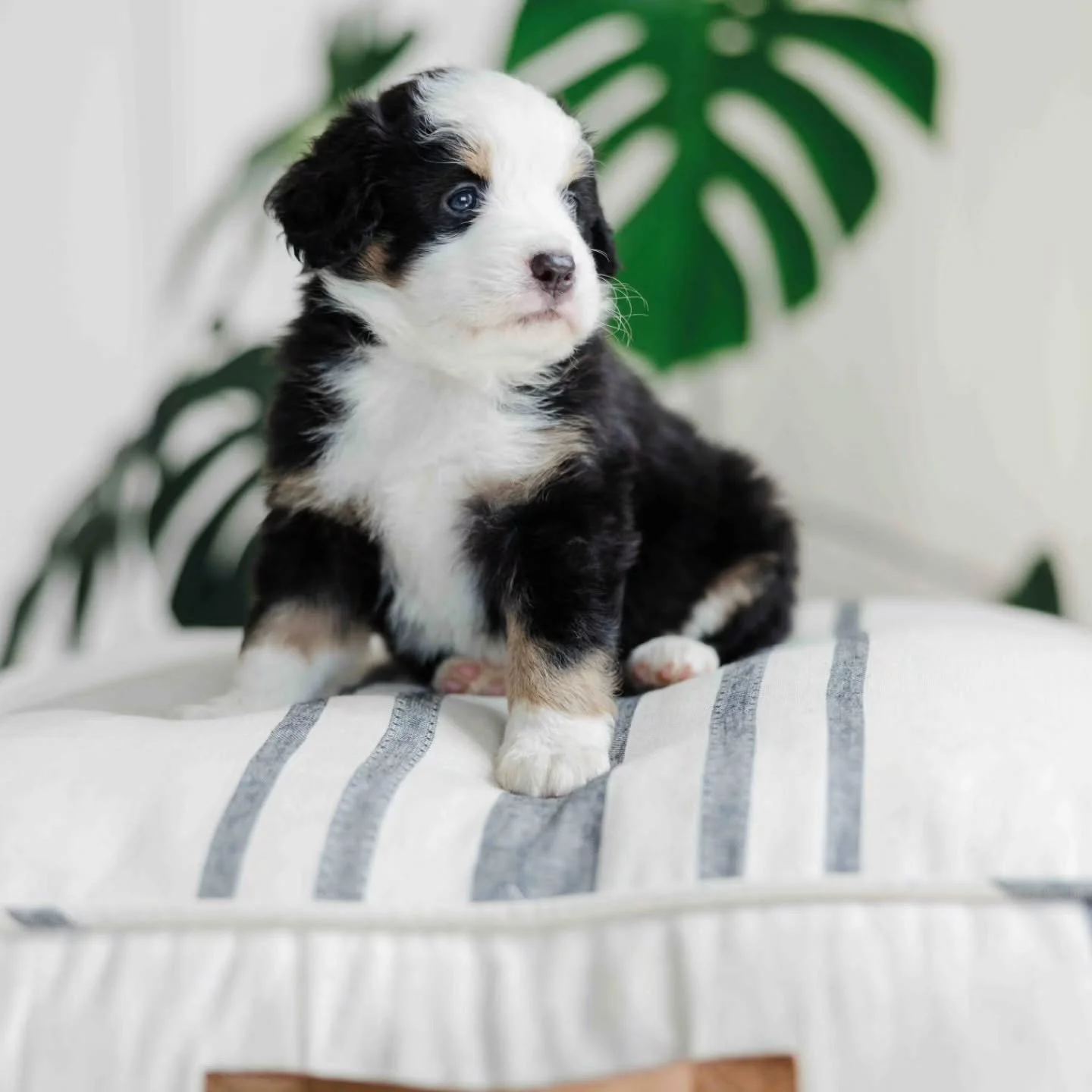 Buttercup x Mack 
Australian Mountain Doodles

Which do you think are furnished or unfurnished?

Sawyer 
Daisy
Winsten

#Australianmountaindoodle 
#aussiebernese #bernedoodles #Aussiedoodle 
#AustralianMountainDog