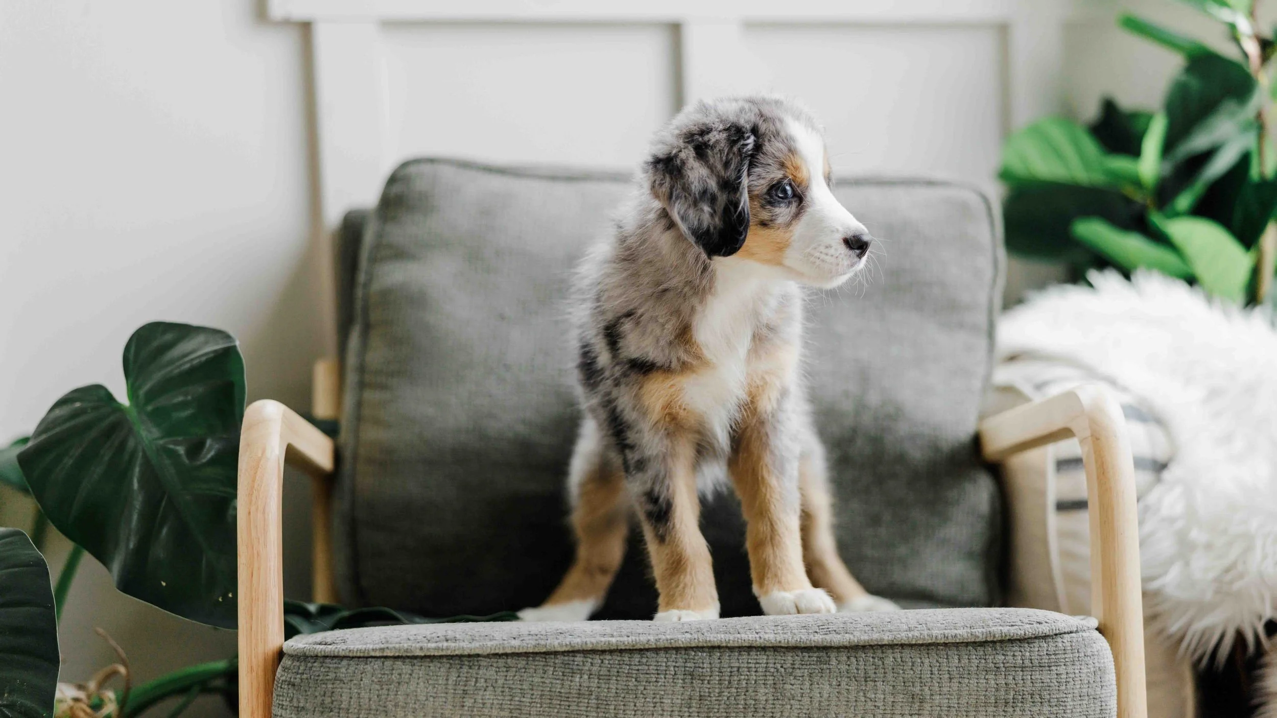 stokeshire-banner-australian-mountain-doodle-puppy.jpg