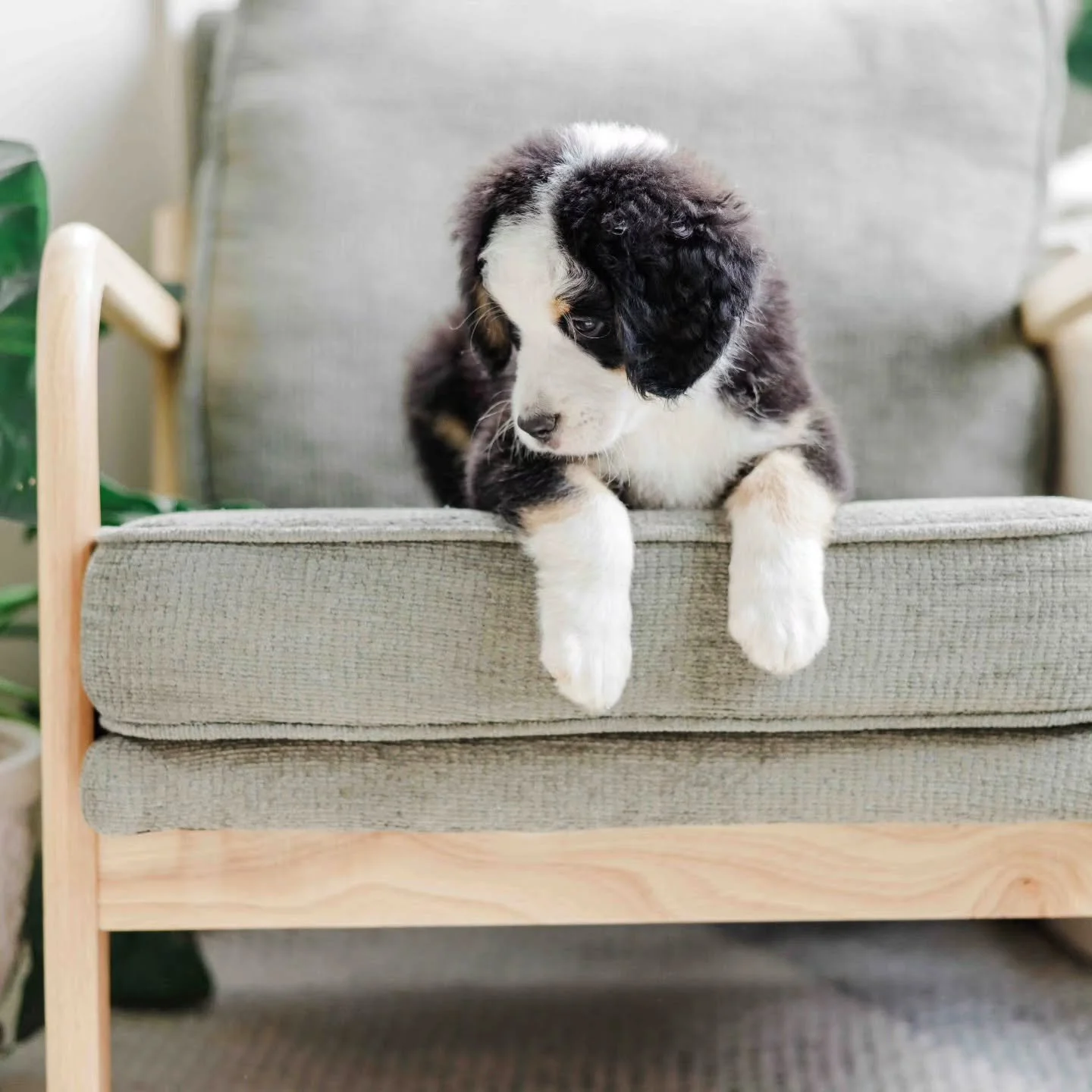 Our Mini Unfurnished Australian Mountain Doodles 

#unfurnishedbernedoodle #unfurnishedaustralianmountaindoodle #unfurnishedbernedoodle 
#unfurnishedbernedoodlepuppy