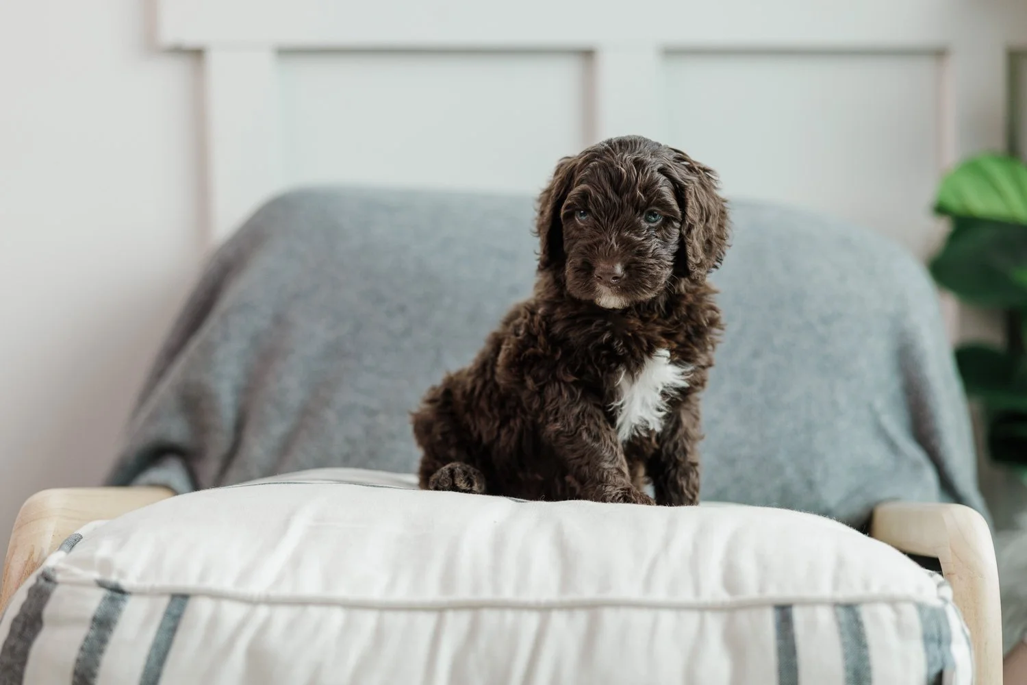 Rigel Blue Collar Brown Male Golden Australian Mountain Doodle (Breeder's Choice)