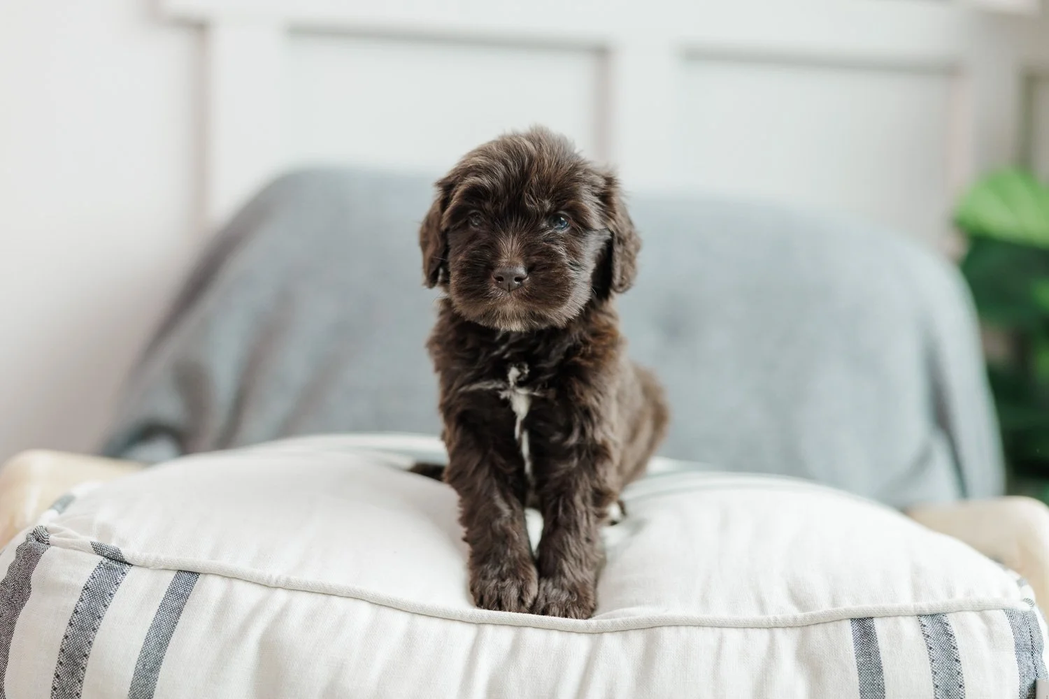 Castor Green Collar Brown Male Golden Australian Mountain Doodle (Trots)