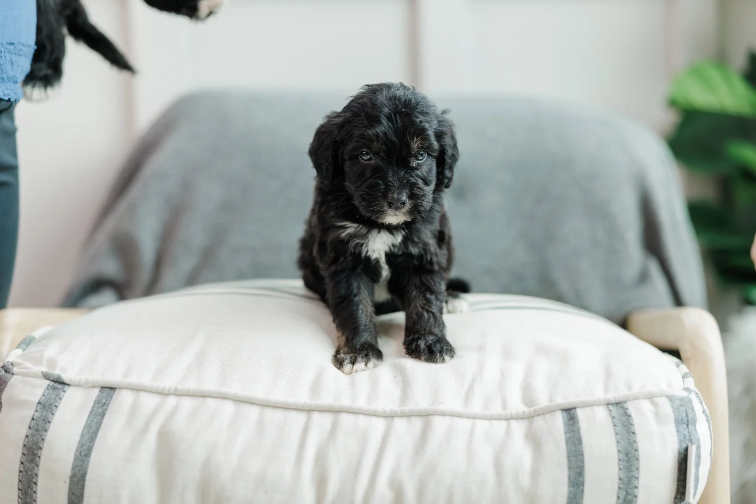 Draco Purple Collar Black Phantom Male Golden Australian Mountain Doodle