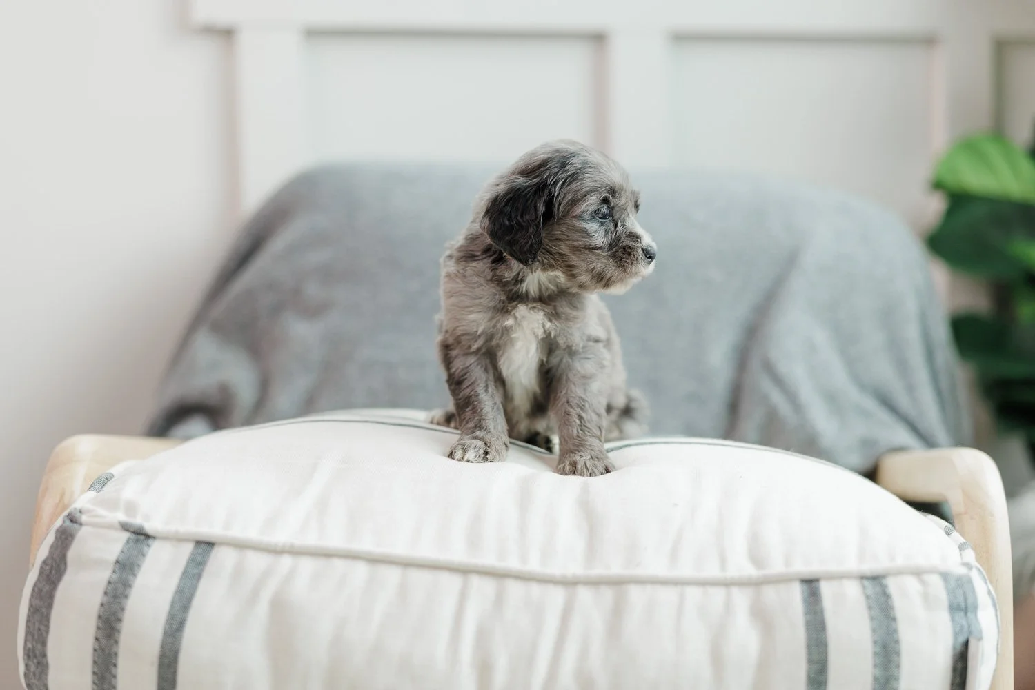 Vega Pink Collar Blue Merle Female Golden Australian Mountain Doodle (Martin)