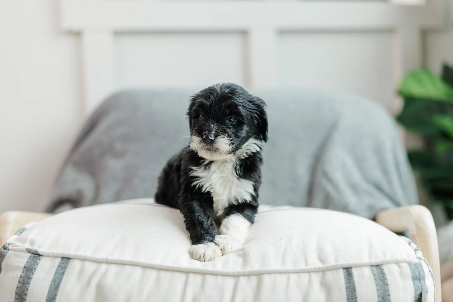 006-6-Week_Luna-Apollo_Golden-Australian-Mountain-Dog.26.jpg