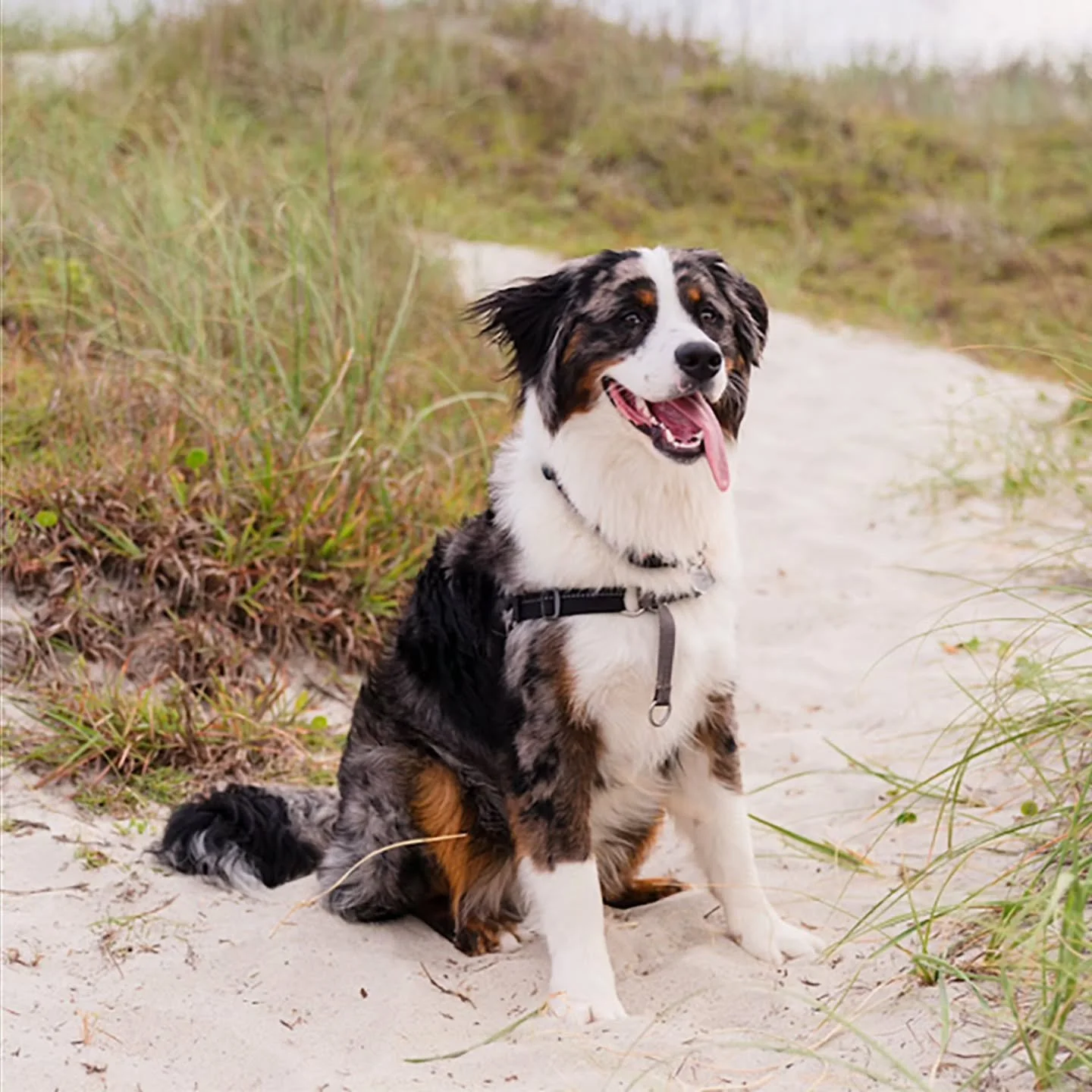 What does an #australianmountaindog look like all "glown up"? 

#aussiebernese #merlebernese #bernesemountaindog