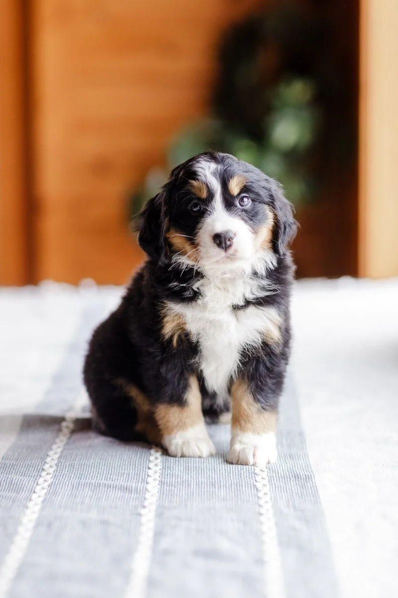 Elara –  Black Tri Female Australian Mountain Dog (Available)