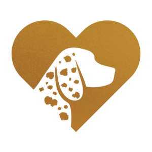 Picking the Perfect Pup for You Mini Aussiedoodle vs Mini American Shepherd vs Mini Australian Mountain Doodle