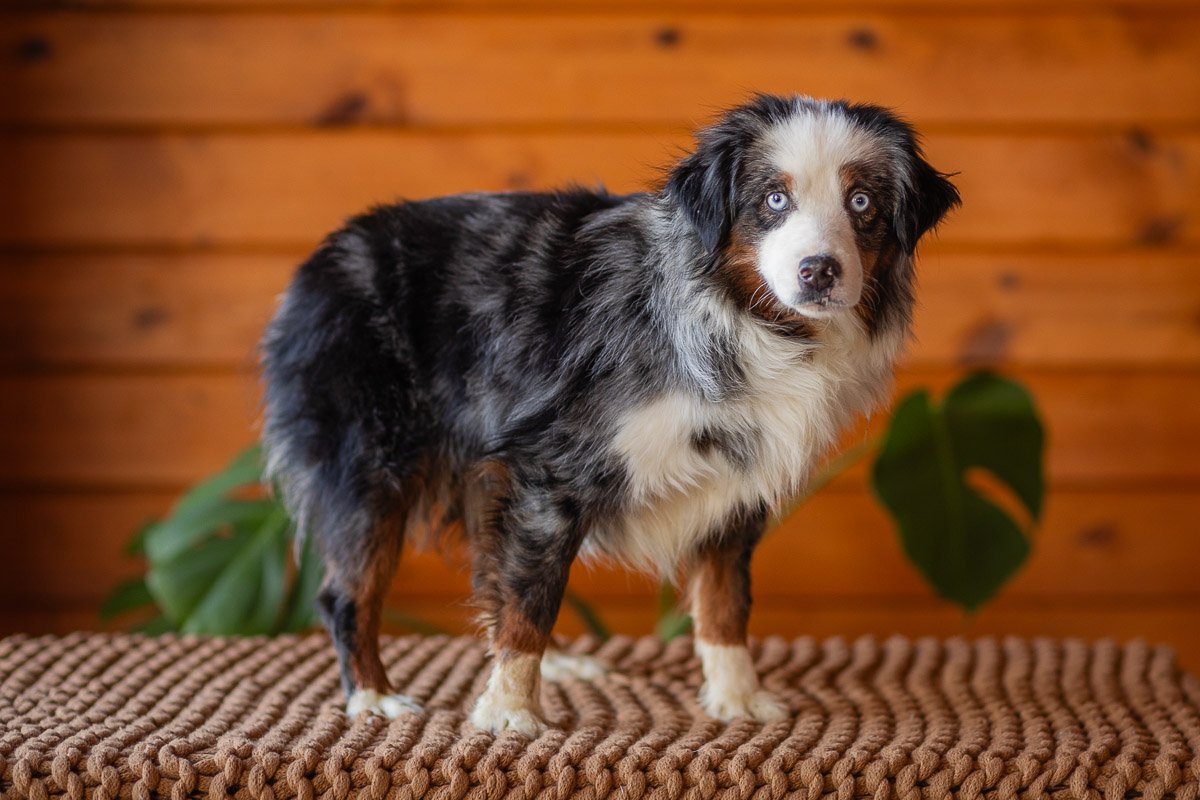 0004_Mini-Blue-Merle-Tri.Australian.Shephred.25.jpg