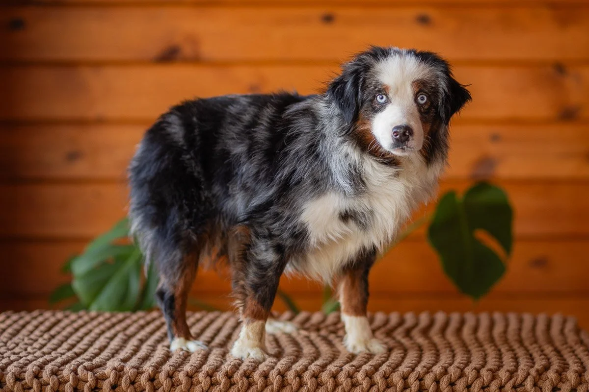 Blue Merle Male Mini Aussie Adult Tri Colored Mini Australian Shepherd Merle  Aussie Adult Mini, image size:1200x800