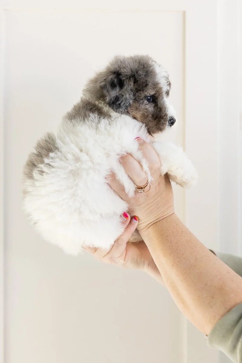 003_TIZRAH-YELLOW-COLLAR-BLUE-MERLE-TRI PARTI-MINI-MEDIUM-AUSTRALIAN-MOUNTAIN-DOODLE-F1B.STOKESHIRE.26.jpg