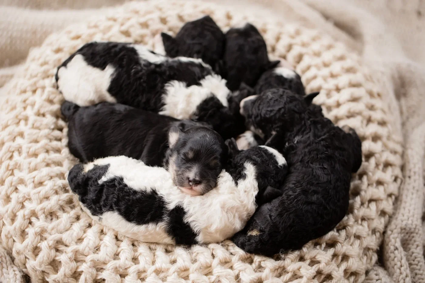 Munchkin Bernedoodle puppies black and white.