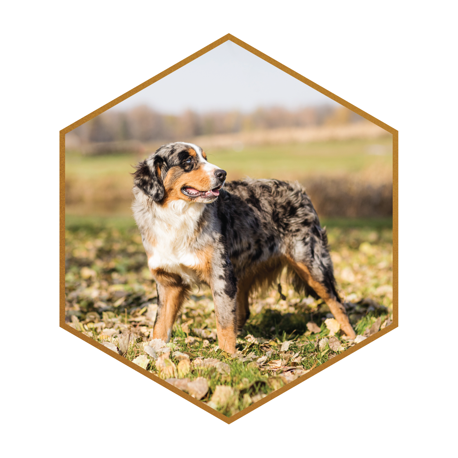 SDD-Mohicans-Apollo-Australian-Mountain-Dog-AMD-Doodle-Stud-Apollo-(hexagon)-#2.png