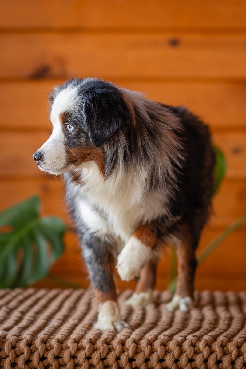 0003_Mini-Blue-Merle-Tri.Australian.Shephred.25.jpg
