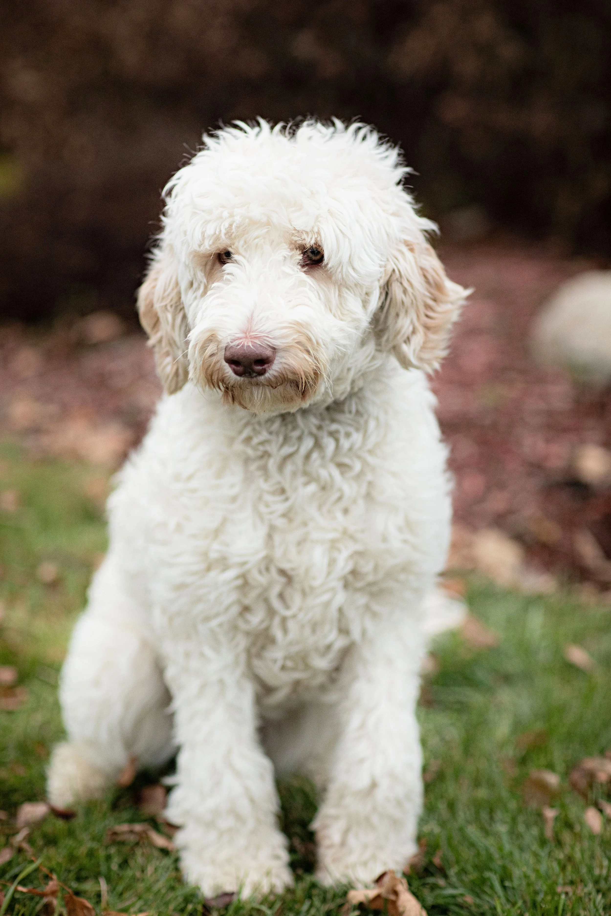 Enhancing Autism Support Initiatives through the Integration of Canine Companions: Exploring the Impact of Therapy Dogs on Speech Development in Individuals with Autism Spectrum Disorder (ASD)