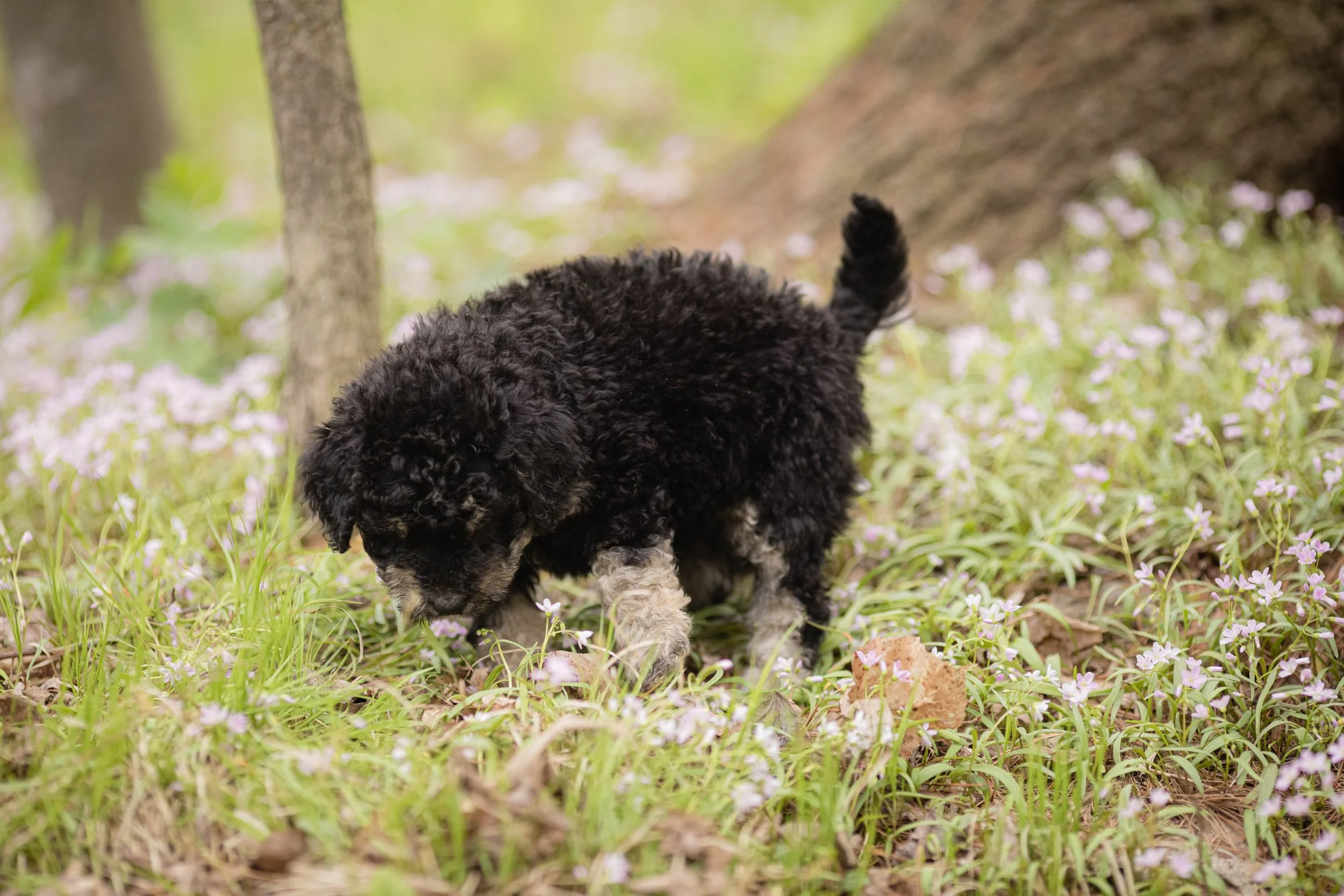 Discover The Best Off-Leash Dog Parks In The Twin Cities