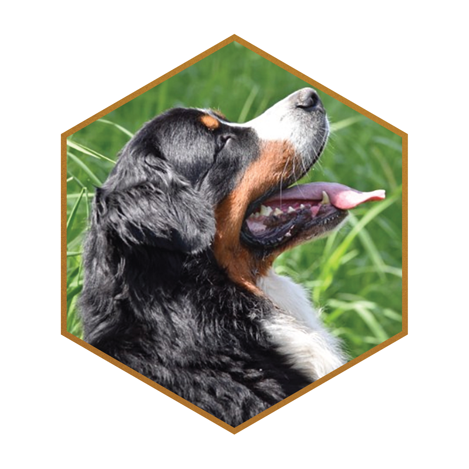 Ruger-(hexagon)-#1.png