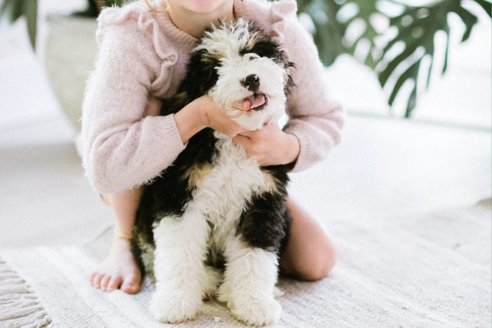 Best Small Hypoallergenic Dogs for Families.jpg