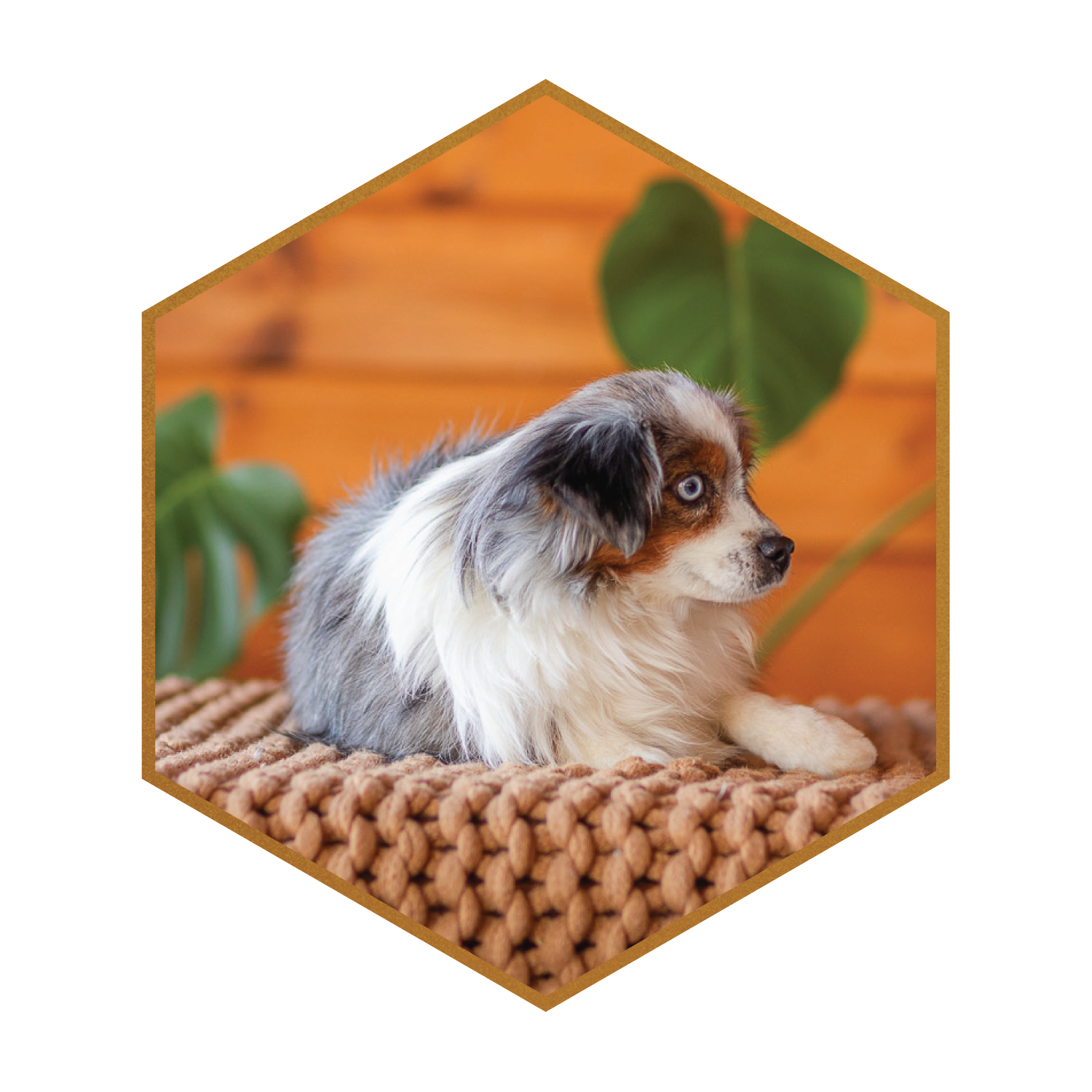 Chatter, a Stokeshire Miniature American Shepherd.