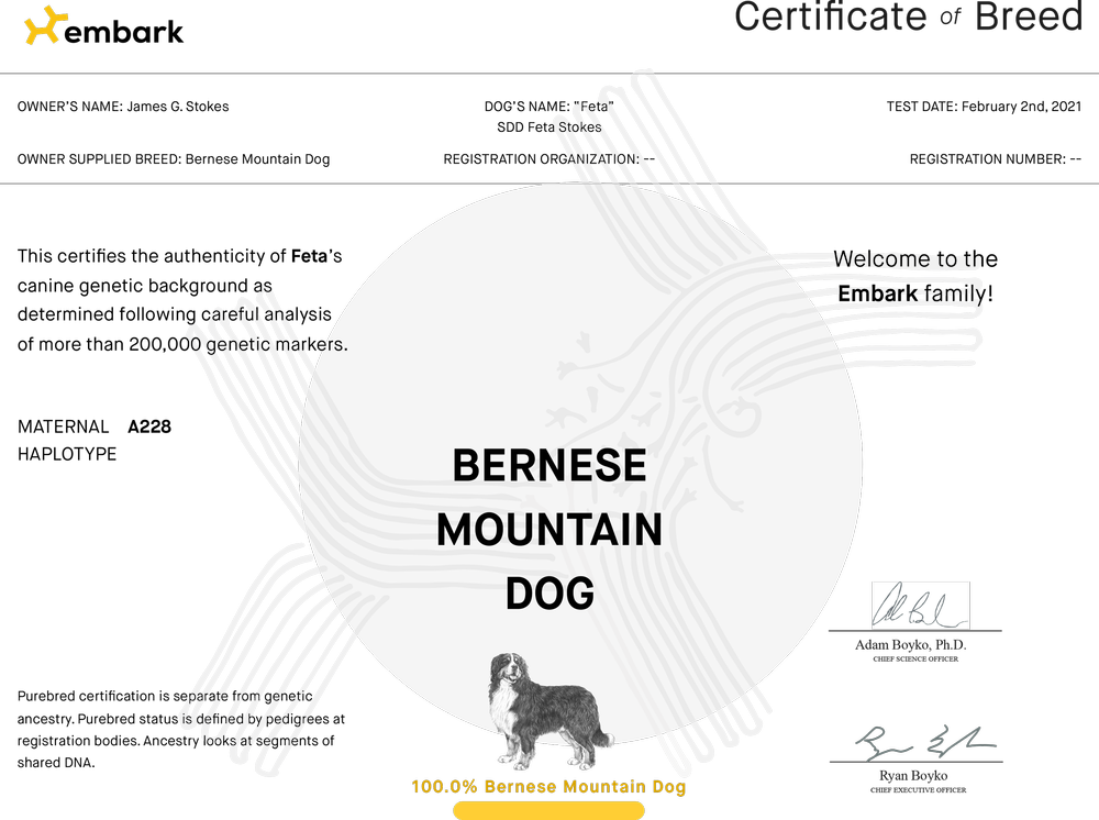 Embark certificate of breed for Feta, showing 100% Bernese Mountain Dog ancestry