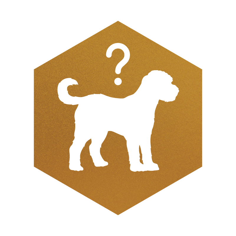 Are Doodles and Well-bred Mixed Breeds Ethical?