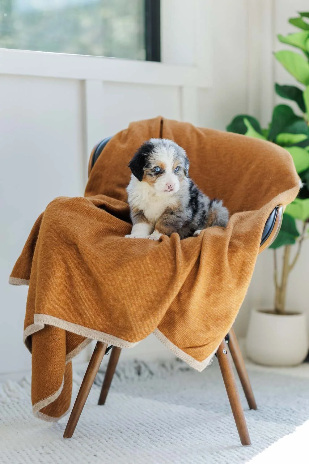 Keller | Male- Blue Merle Tri Male Australian Mountain Dog (Green)