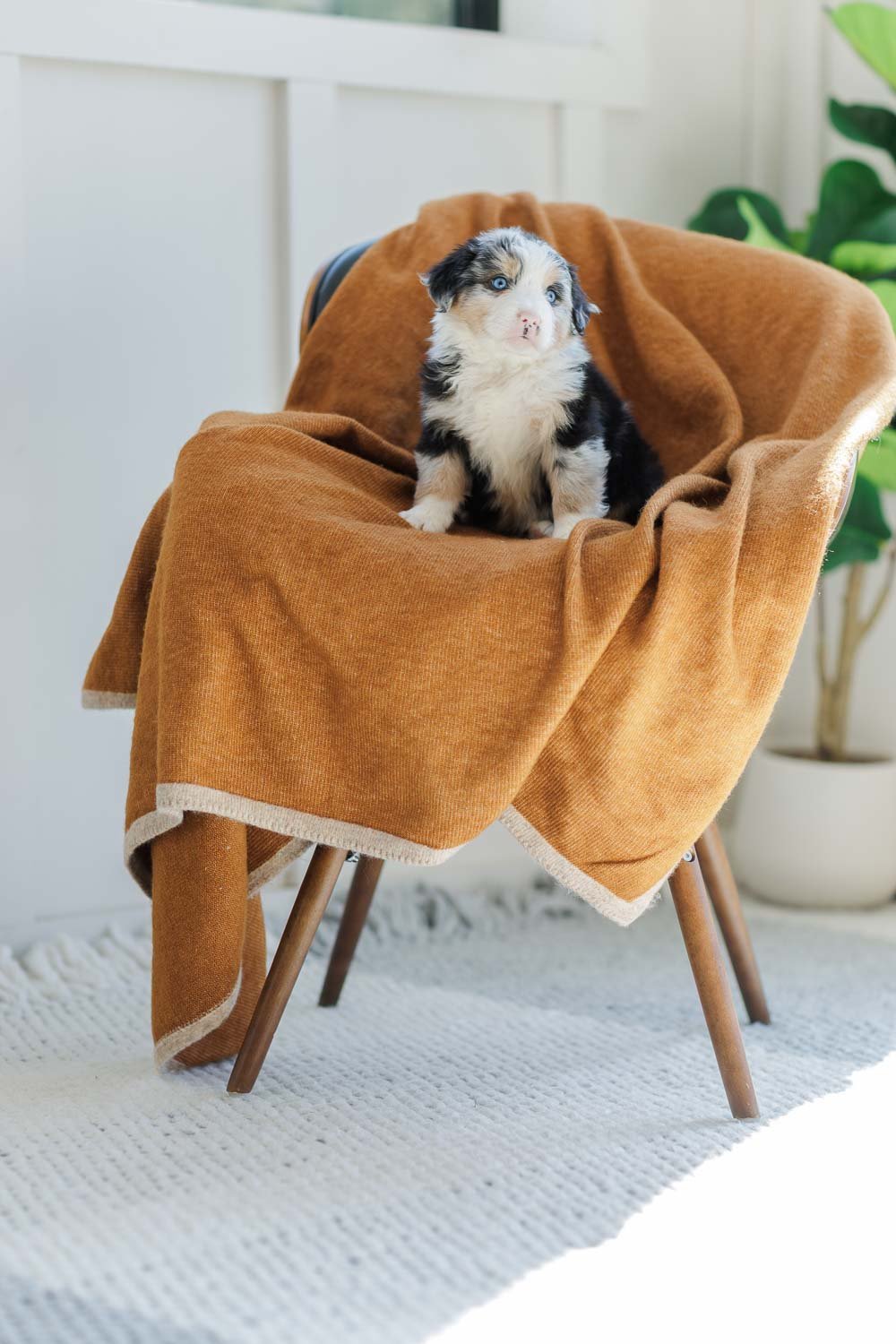 Alder | Male - Blue Merle Tri Australian Mountain Dog (Blue)