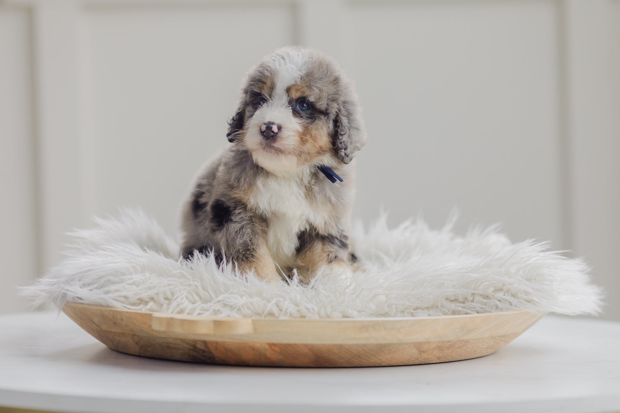 Saffron Blue Merle Tri Male Standard Australian Mountain Doodle (Abrunzo)