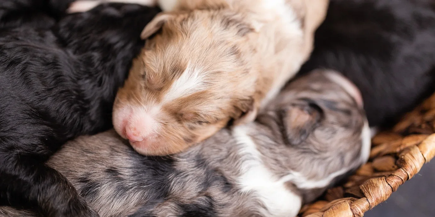 Mini AussieDoodles from ethical and reputable doodle puppy breeder Wisconsin Designer Doodles.