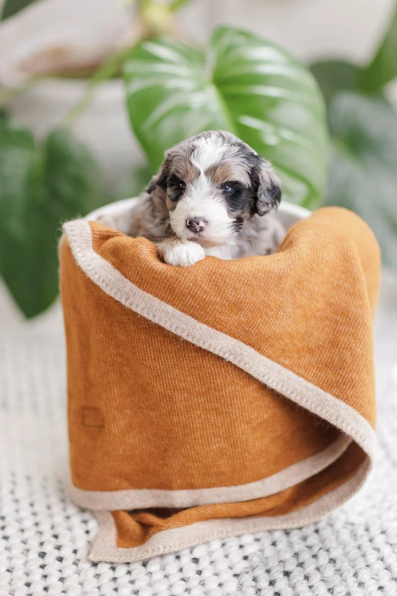 Chava – Blue Merle Tri Female F1B Medium Australian Mountain Doodle