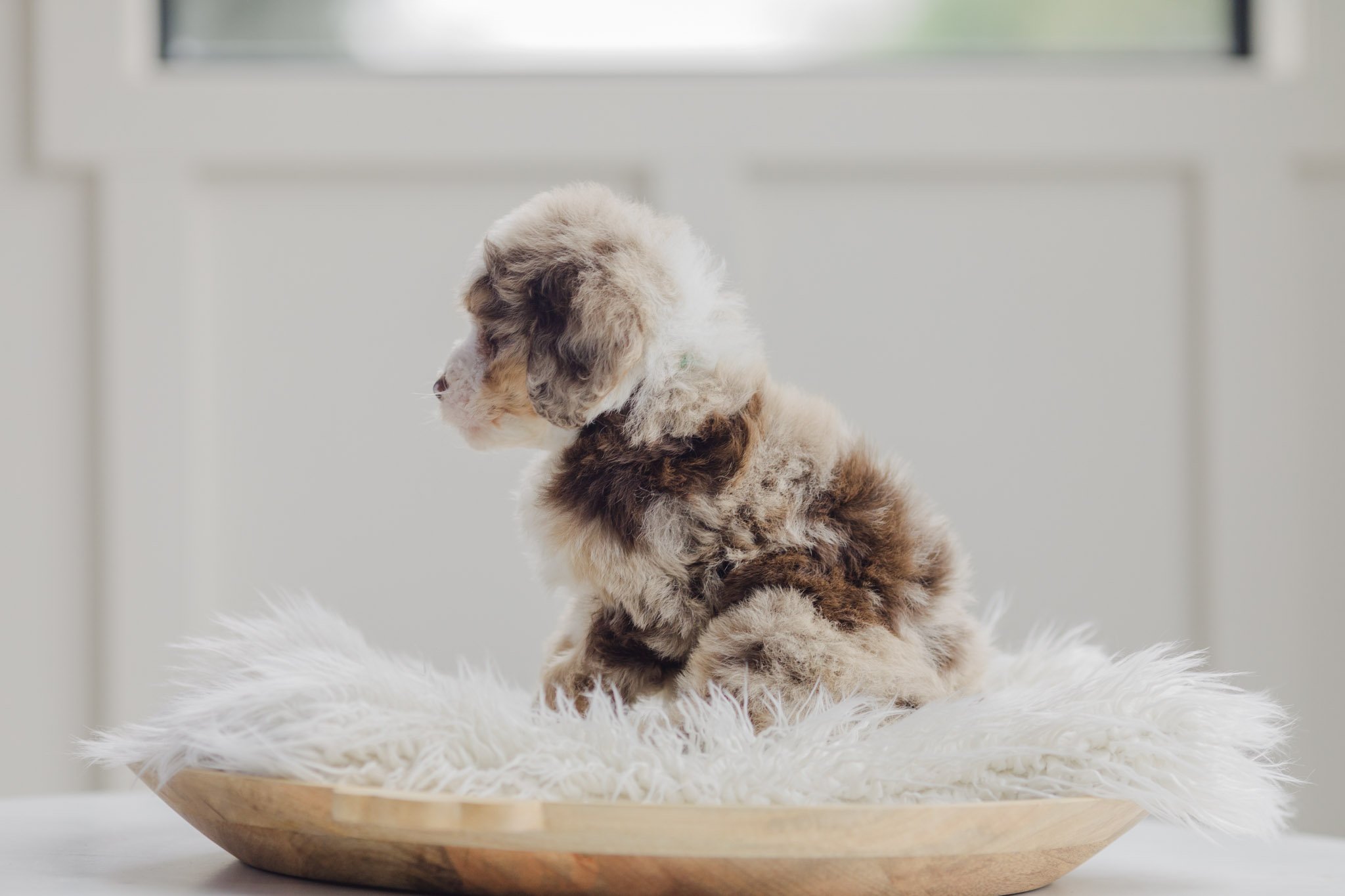 0078_7-Week-Old-Australian_Mountain_Dogs_Stokeshire.PepperxApollo-F1.25.jpg