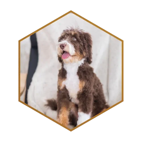 Deposit for Medium-Standard Brown Chocolate Merle Golden Mountain Doodles List for Rae & Rico