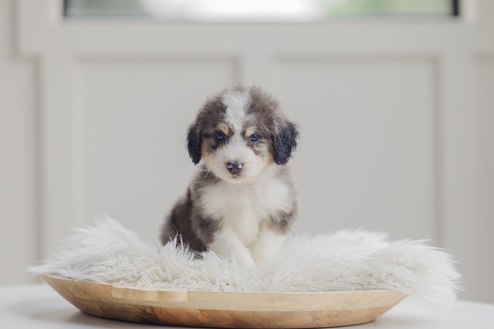 Cayenne Blue Merle Tri long socks Male Standard Australian Mountain Doodle (Volz)