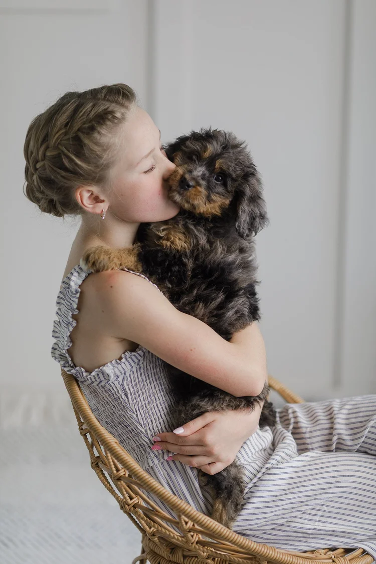 Stokeshire Australian Mountain Dog puppy