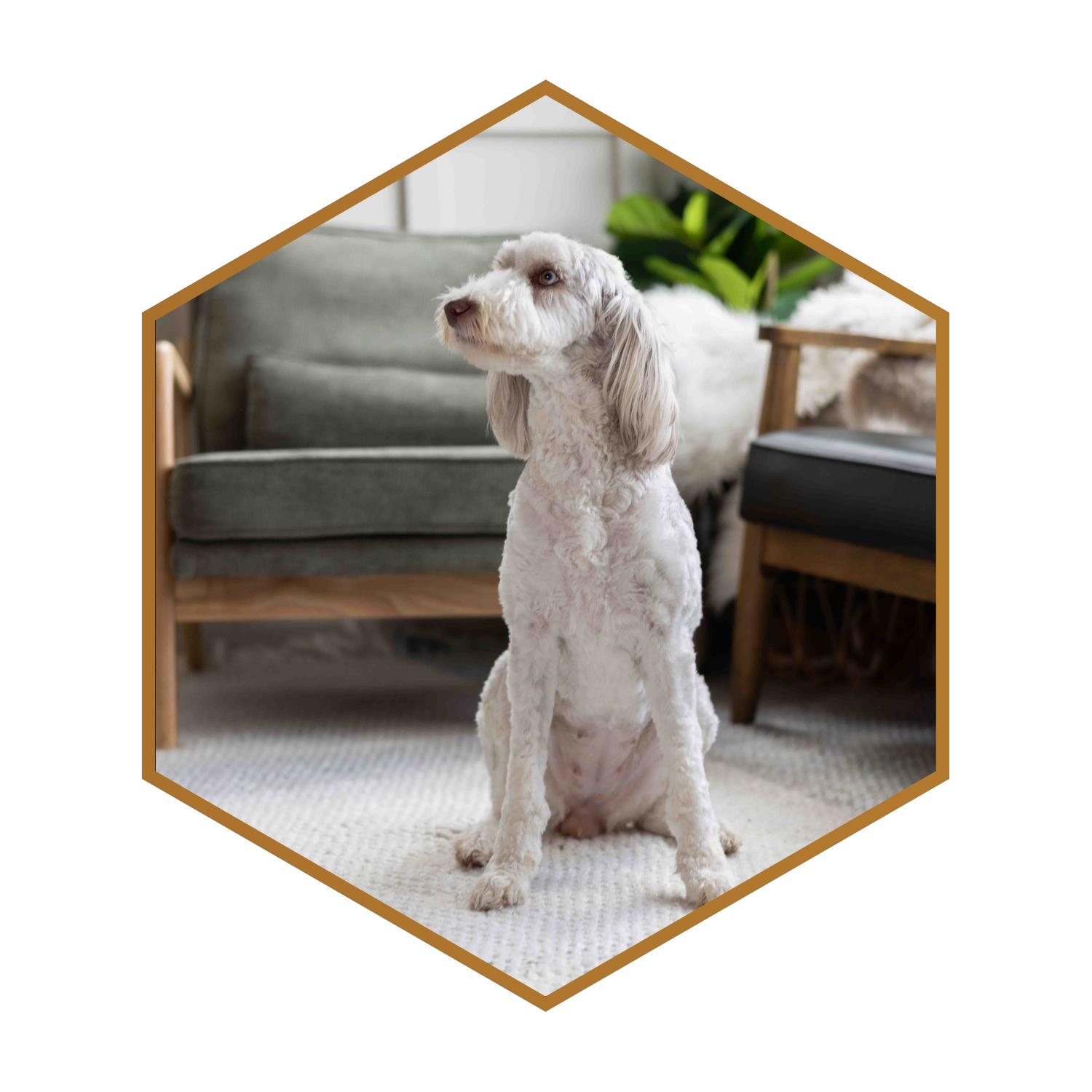 Jada-(hexagon)-#4.png