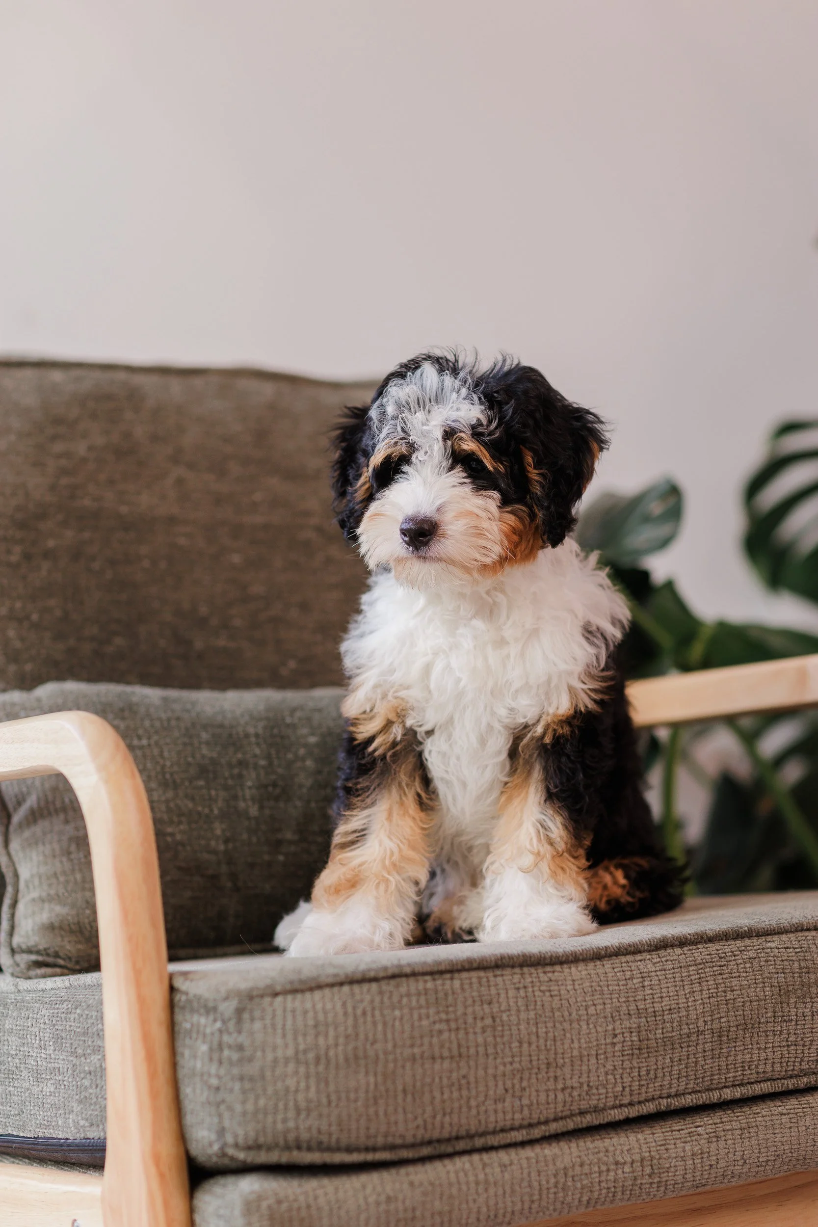 2_Posie-Bean-Stokes-Brown-MultiGen-Mini-Bernedoodle-Stokeshire.26.jpg