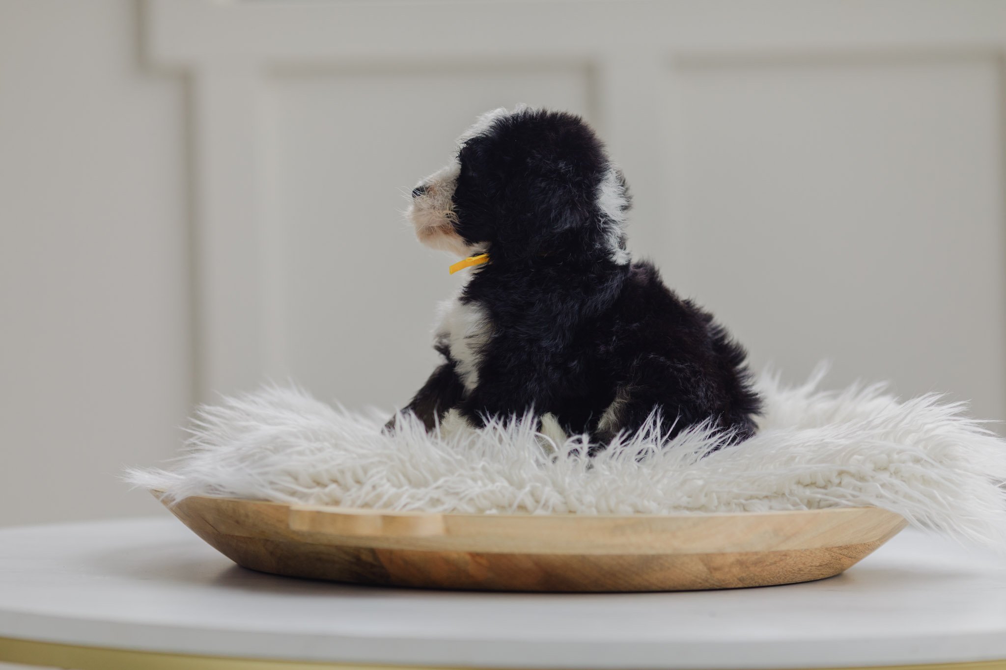 0136_7-Week-Old-Australian_Mountain_Dogs_Stokeshire.PepperxApollo-F1.25.jpg