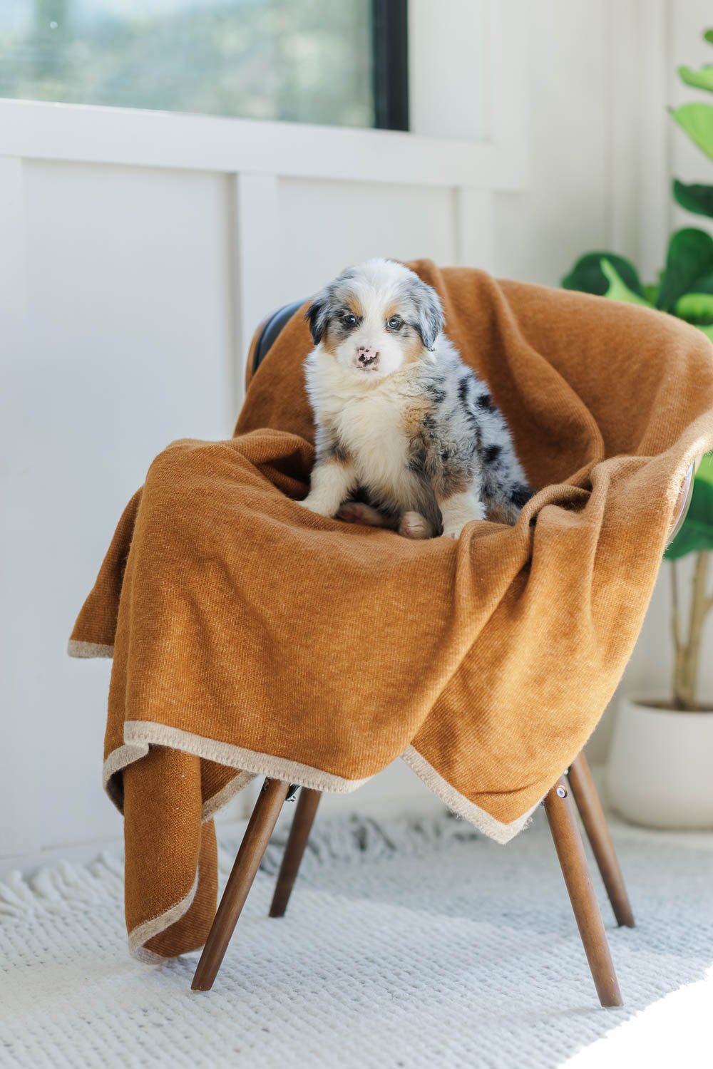 Brooks | Male - Blue Merle Tri Australian Mountain Dog (Lime Green)