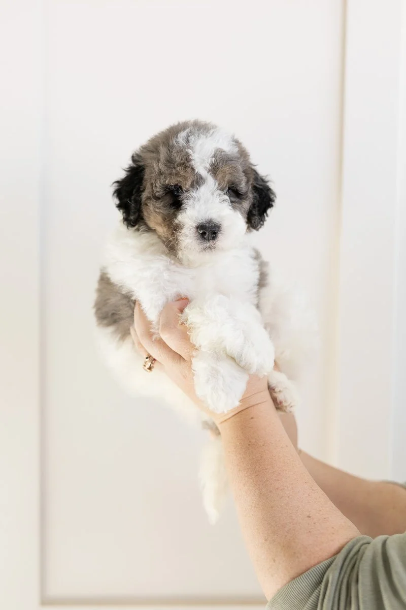 001-SHEPHERD-MALE-BLUE-MERLE-TRI-PARTI-TUXEDO-MINI-MEDIUM-AUSTRALIAN-MOUNTAIN-DOODLE-F1B.STOKESHIRE.26.jpg