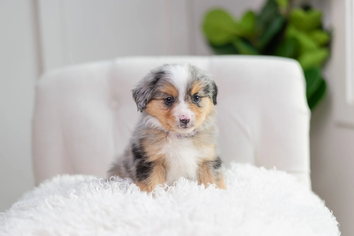 Bonnie – Blue Merle Tri Female Mini Furnished Australian Mountain Doodle