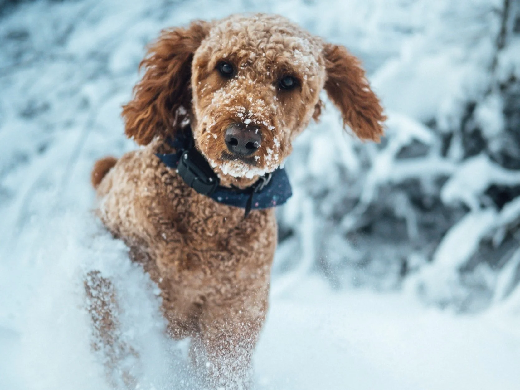 Winter Comforts for Your Pet - Keep Your Pet Cozy Through the Winter with These Tips 