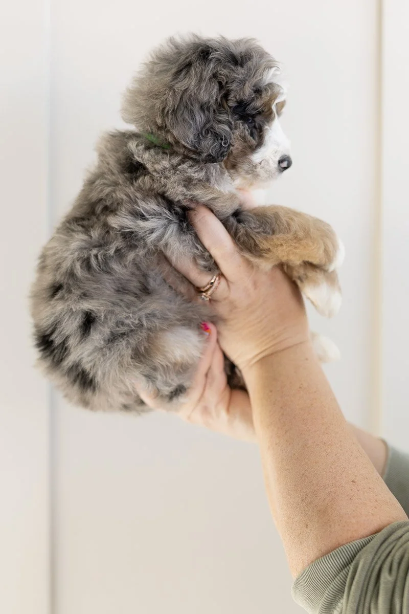 003_CHAVA-LIME-GREEN COLLAR-BLUE-MERLE-TRI-MINI-MEDIUM-AUSTRALIAN-MOUNTAIN-DOODLE-F1B.STOKESHIRE.26.jpg