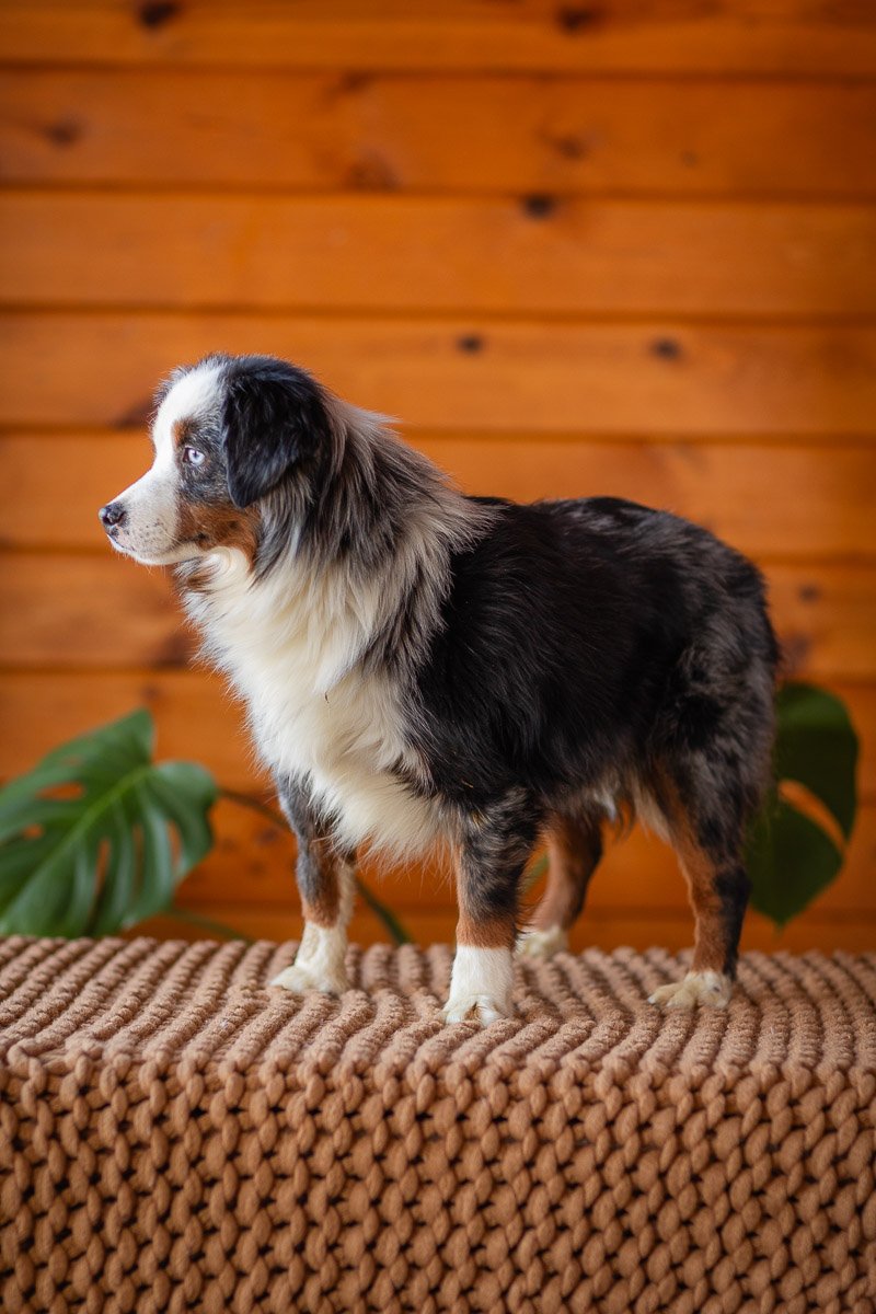 0005_Mini-Blue-Merle-Tri.Australian.Shephred.25.jpg