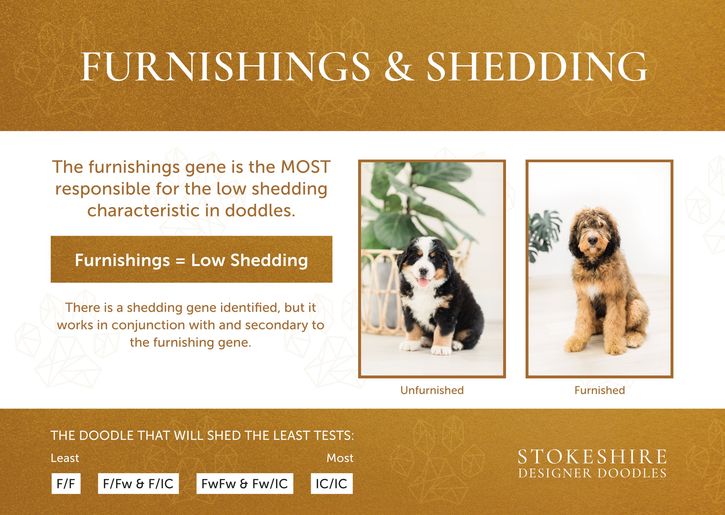Stokeshire Designer Doodles guide to furnishings and shedding genetics in doodles