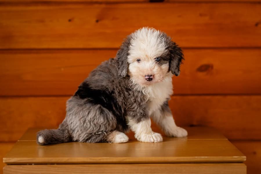 furnished-australian-mountain-doodle-puppy-fluffy-coat-wisconsin.jpg